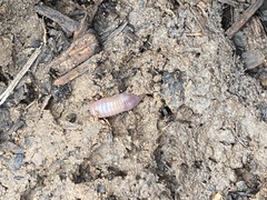 Lumbricus