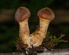 Armillaria sinapina
