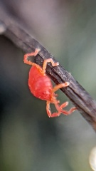 Trombidiformes