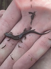 Desmognathus ochrophaeus