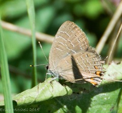 Satyrium liparops