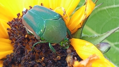 Cotinis mutabilis dugesi