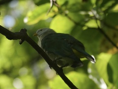Ptilinopus purpuratus
