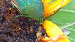 Cotinis mutabilis dugesi