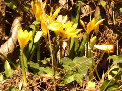 Sternbergia lutea
