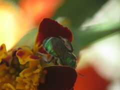 Agapostemon sericeus