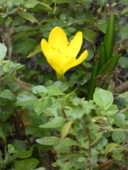 Sternbergia lutea