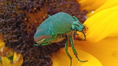 Cotinis mutabilis dugesi