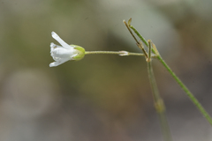 Eremogone capillaris