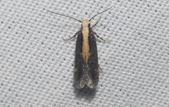 Aroga paraplutella