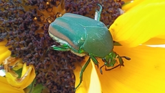 Cotinis mutabilis dugesi