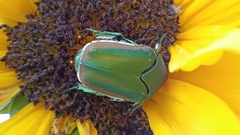 Cotinis mutabilis dugesi