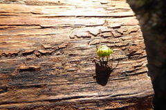 Elasmostethus interstinctus