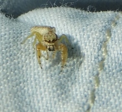 Hentzia