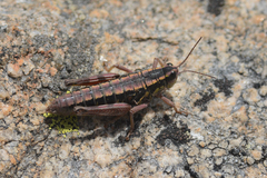 Buckellacris hispida