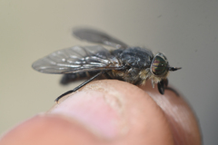 Hybomitra