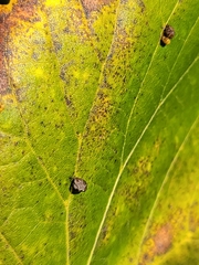 Eriophyes tiliae