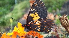 Catasticta teutila