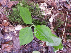 Trillium undulatum