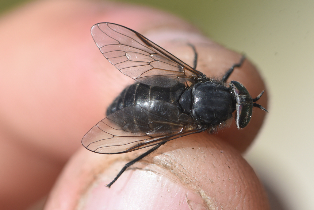 Hybomitra lanifera