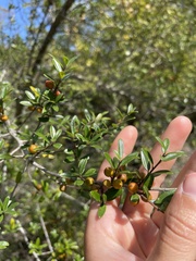 Ilex myrtifolia