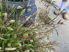 Persicaria maculosa