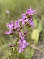 Dicerandra linearifolia