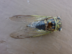 Neotibicen canicularis