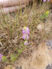 Polygala curtissii