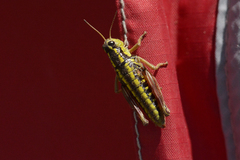 Buckellacris hispida