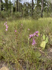 Dicerandra linearifolia