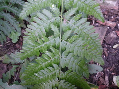 Dryopteris carthusiana