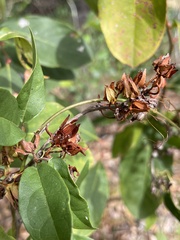 Lyonia mariana