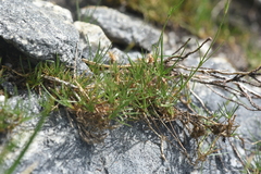 Eremogone capillaris