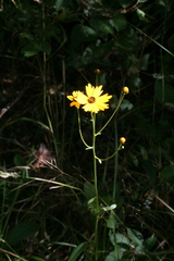 Coreopsis