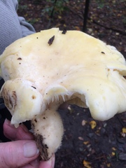 Pleurotus