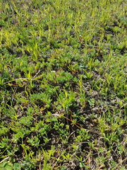Lampranthus