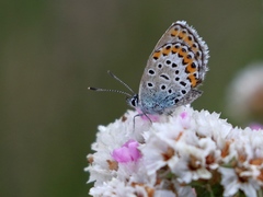 Plebejus
