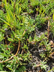 Lampranthus