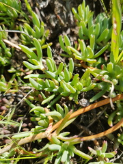 Lampranthus