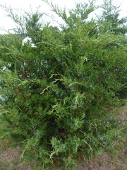 Juniperus virginiana