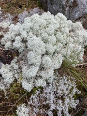 Cladonia stellaris