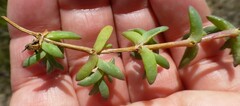 Lampranthus