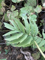 Valeriana officinalis