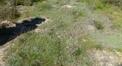 Lampranthus