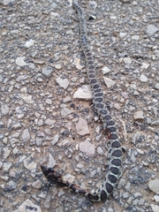 Hemorrhois hippocrepis