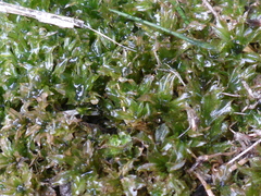 Pallavicinia lyellii