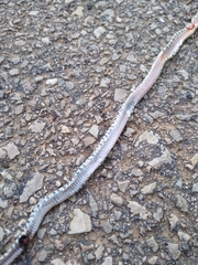 Hemorrhois hippocrepis