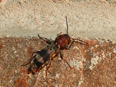 Xylotrechus colonus