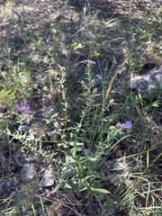 Symphyotrichum oblongifolium